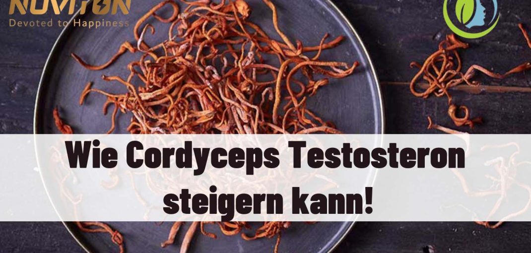 Cordyceps Testosteron