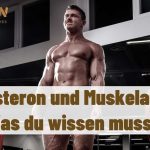 testosteron muskelaufbau